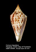 Conus cingulatus
